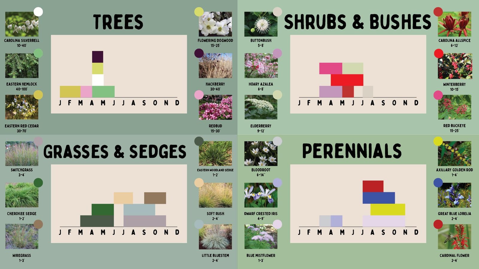Native planting palette — trees, shrubs, grasses, perennials